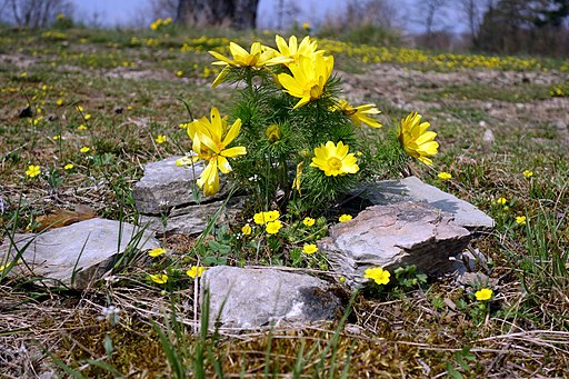 Frühlings Adonisröschen (Adonis vernalis) - Darstellung der Pflanze