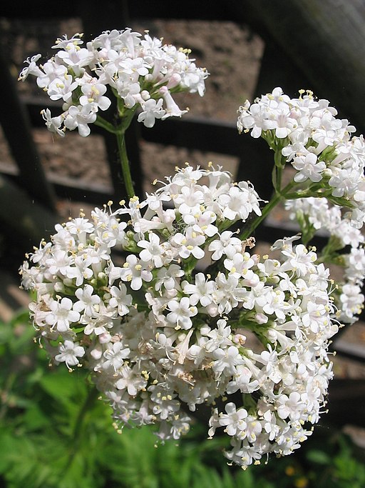 Baldrian, Echter (Valeriana officinalis) - Darstellung der Blüte