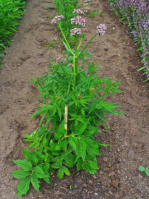 Baldrian, Echter (Valeriana officinalis) - Darstellung der Pflanze
