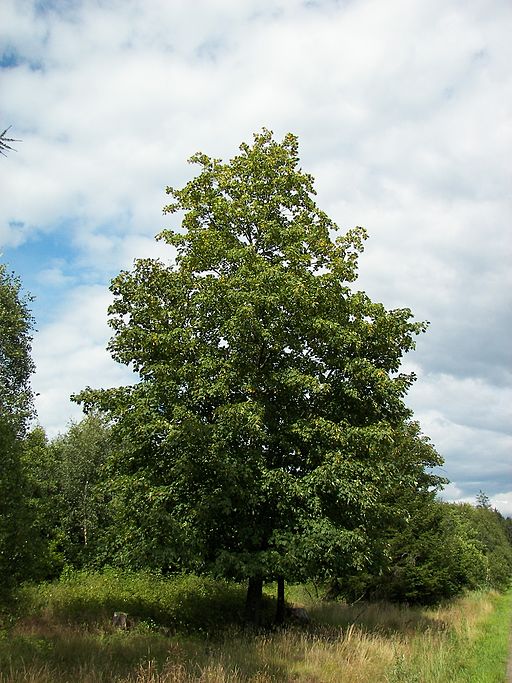 Bergahorn (Acer pseudoplatanus) - Darstellung der Pflanze