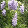 Blauregen, Japanischer (Wisteria floribunda) - Darstellung der Blüte