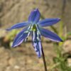 Sibirischer Blaustern - Darstellung der Blüte