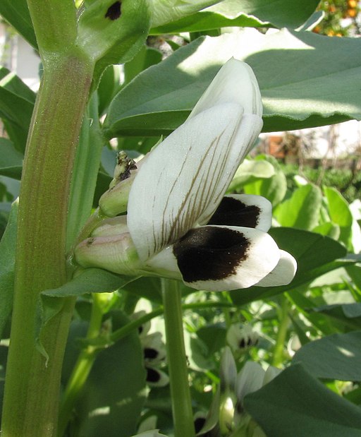 Ackerbohne (Vicia faba) - Darstellung der Blüte