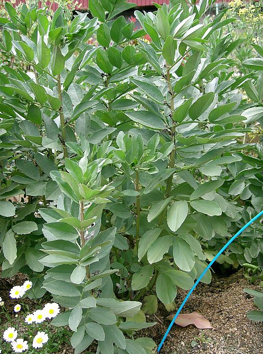 Ackerbohne (Vicia faba) - Darstellung der Pflanze