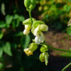 Gartenbohne (Phaseolus vulgaris) - Darstellung der Blüte