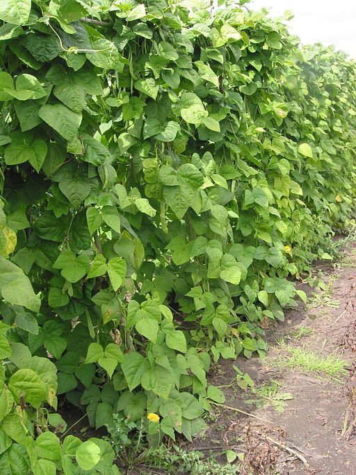Gartenbohne (Phaseolus vulgaris) - Darstellung der Pflanze