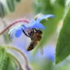 Biene an Borretschblüte