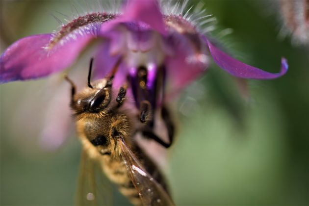 Honigbiene an Borretsch