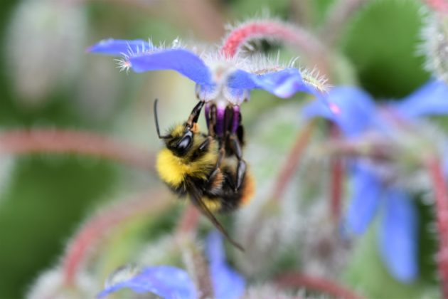 Wiesenhummel an Borretschblüte (Beitrag Bienen)