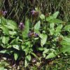 Braunelle, Großblütige (Prunella grandiflora) - Darstellung der Pflanze