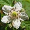 Wilde Brombeere (Rubus fructicosus) - Darstellung der Blüte