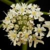 Wiesen Bärenklau (Heracleum sphondylium) - Darstellung der Blüte