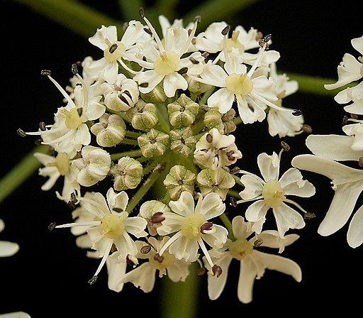 Wiesen Bärenklau (Heracleum sphondylium) - Darstellung der Blüte