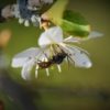 Wildbiene auf Blüte der Schlehe