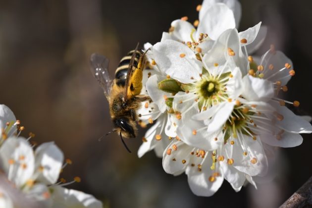 Wildbiene auf der Blüte der Schlehe