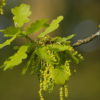 Stiel-Eiche (Quercus robur) - Darstellung der Blüte