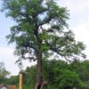 Stiel-Eiche (Quercus robur) - Darstellung der Pflanze