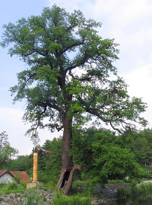 Stiel-Eiche (Quercus robur) - Darstellung der Pflanze