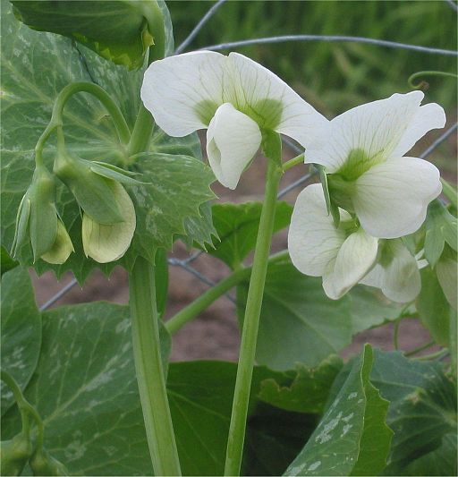 Garten-Erbse (Pisum sativum) - Darstellung der Blüte