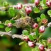 Fächer-Zwergmispel (Cotoneaster horizontalis) - Biene an Blüte