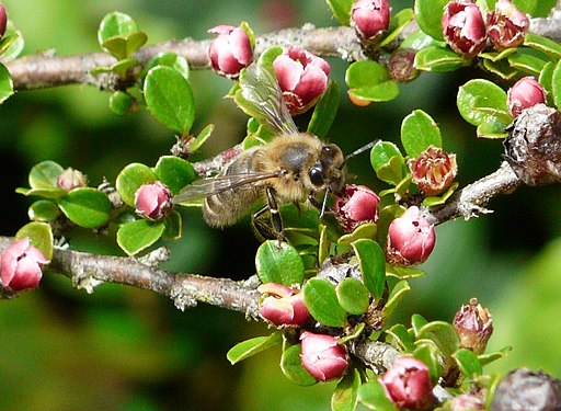 Fächer-Zwergmispel (Cotoneaster horizontalis) - Biene an Blüte