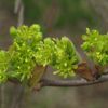 Feldahorn (Acer campestre) - Darstellung der Blüte
