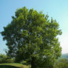 Feldahorn (Acer campestre) - Darstellung der Pflanze
