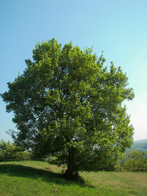 Feldahorn (Acer campestre) - Darstellung der Pflanze
