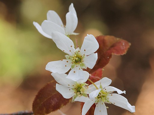 Kahle Felsenbirne (Amelanchier laevis) - Darstellung der Blüte