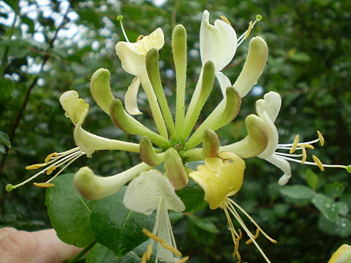 Wald-Geißblatt (Lonicera periclymenum) - Darstellung der Blüte