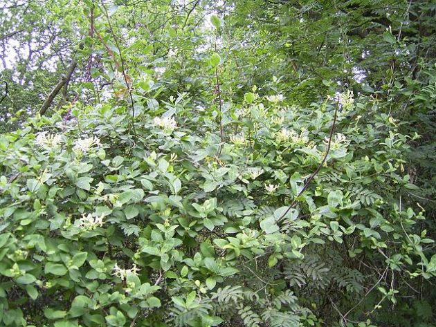 Wald-Geißblatt (Lonicera periclymenum) - Darstellung der Pflanze