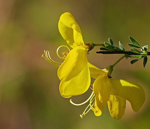 Gewöhnlicher Besenginster (Cytisus scoparius) - Darstellung der Blüte