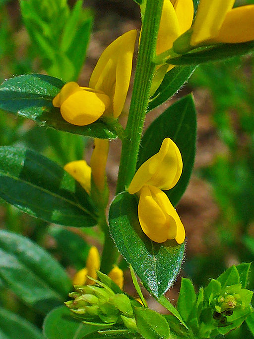 Färberginster (Genista tinctoria) - Darstellung der Blüte