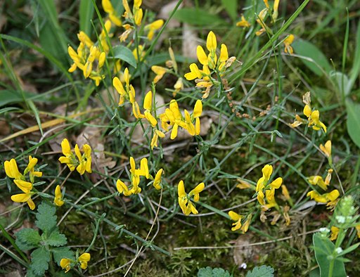 Lydischer Ginster (Genista lydia) - Blüte