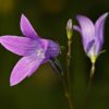 Wiesen-Glockenblume (Campanula patula) - Darstellung der Blüte