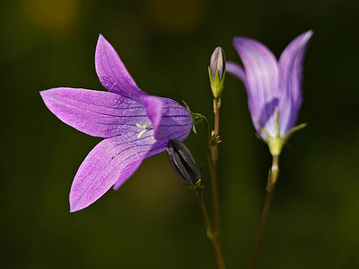 Wiesen-Glockenblume (Campanula patula) - Darstellung der Blüte