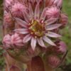 Dach-Hauswurz (Sempervivum tectorum) - Darstellung der Blüte