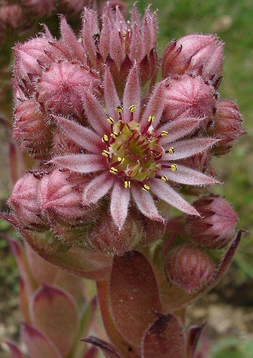 Dach-Hauswurz (Sempervivum tectorum) - Darstellung der Blüte