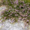 Besenheide (Calluna vulgaris) - Darstellung der Pflanze