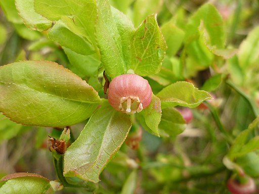 Heidelbeere (Vaccinium myrtillus) - Darstellung der Blüte