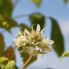 Himbeere (Rubus idaeus) - Darstellung der Blüte