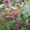 Himbeere (Rubus idaeus) - Darstellung der Frucht
