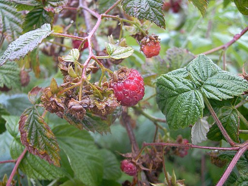 Himbeere (Rubus idaeus) - Darstellung der Frucht