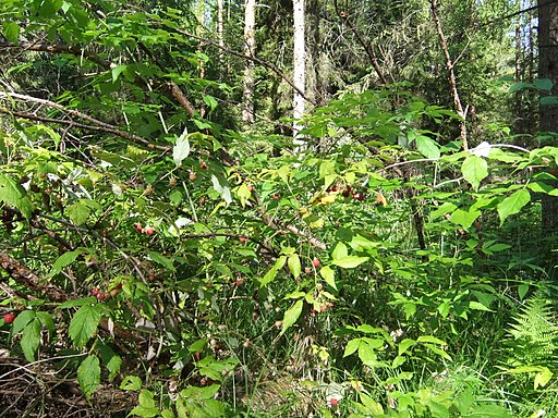 Himbeere (Rubus idaeus) - Darstellung der Pflanze
