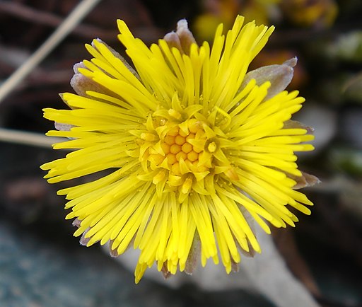 Huflattich - Bild der Blüte