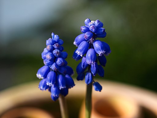 Kleine Traubenhyazinthe (Muscari botryoides) - Darstellung der Blüte
