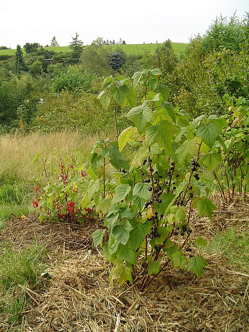 Schwarze Johannisbeere (Ribes nigrum) - Darstellung der Pflanze