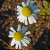 Echte Kamille (Matricaria chamomilla) - Darstellung der Blüte