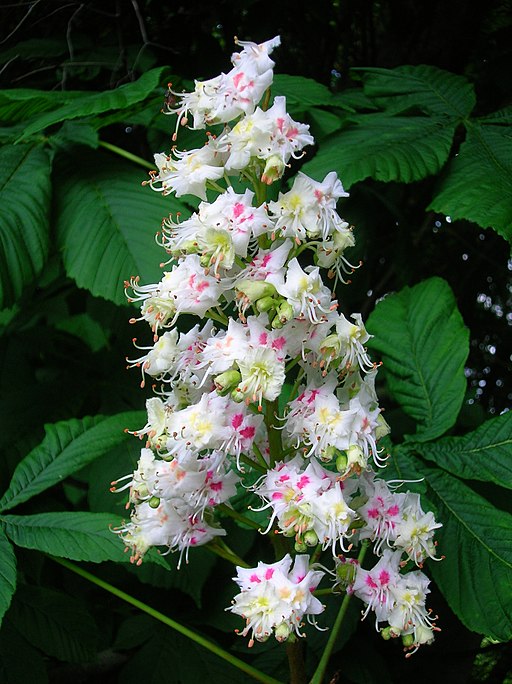 Gewöhnliche Rosskastanie (Aesculus hippocastanum) - Darstellung der Blüte