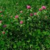 Rotklee (Trifolium pratense) - Darstellung der Pflanze